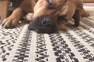 Dog asleep on rug